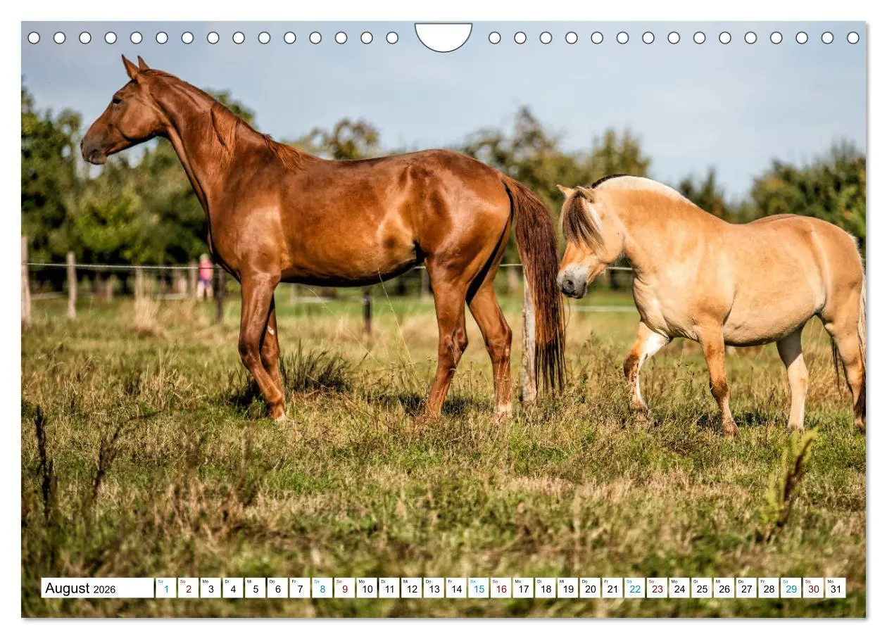 Bild: 9783457740545 | Durch das Jahr mit der Trakehner-Stute Fleur (Wandkalender 2026 DIN...