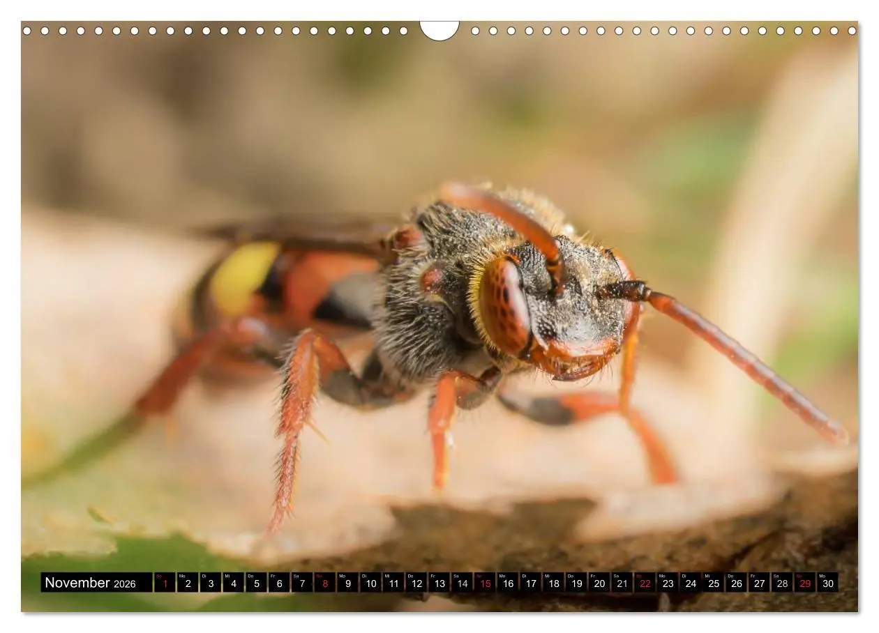 Bild: 9783516210545 | Kleine Wesen - Makroaufnahmen von einheimischen Insekten...
