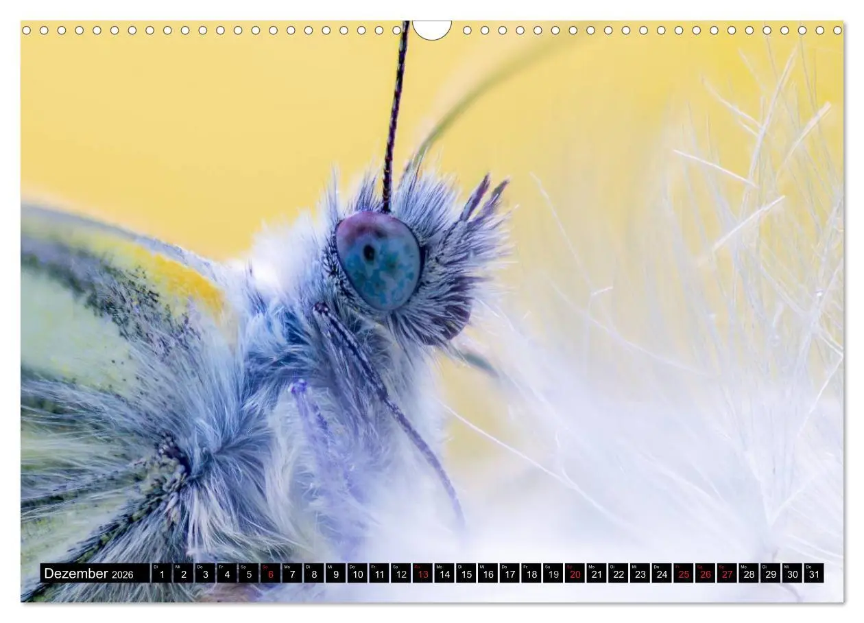 Bild: 9783516210545 | Kleine Wesen - Makroaufnahmen von einheimischen Insekten...