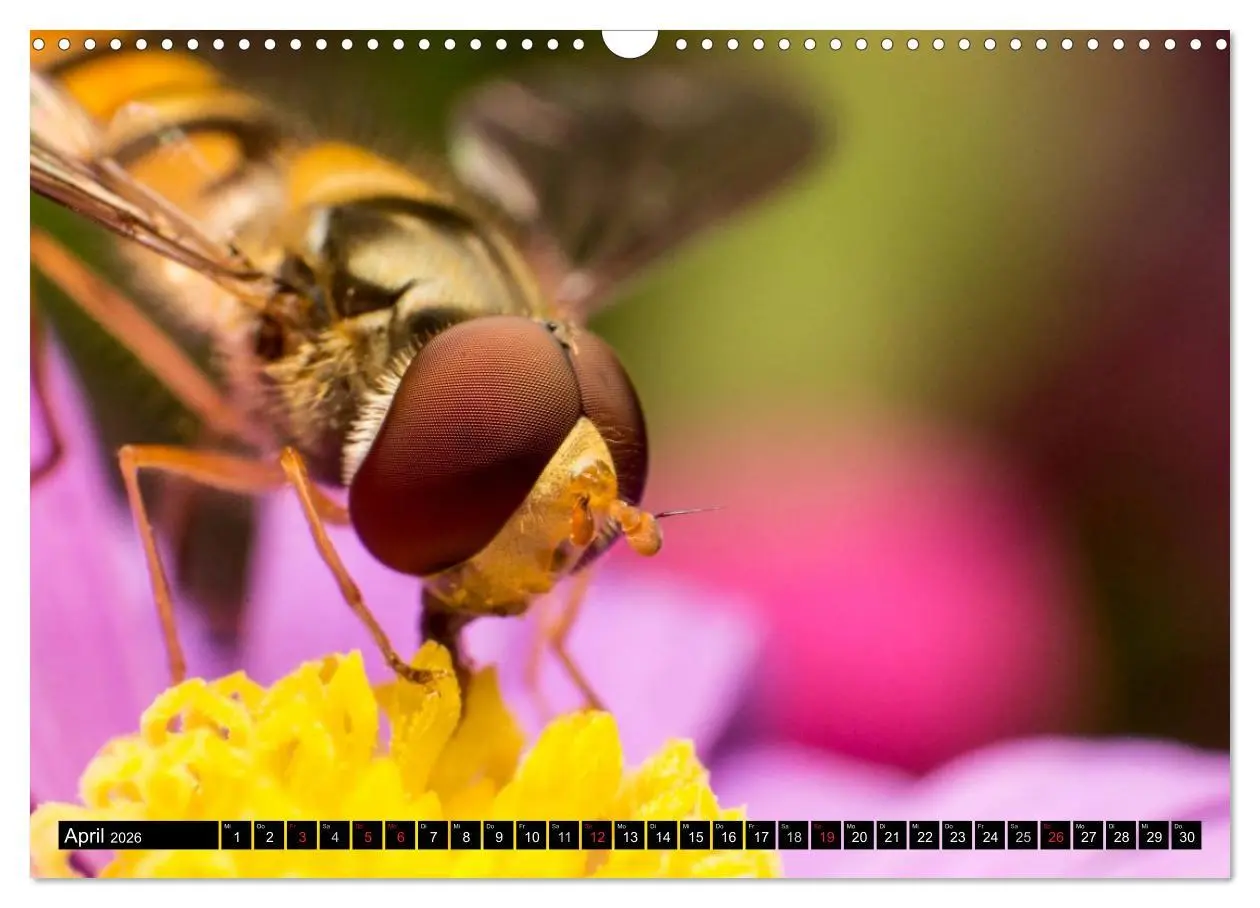 Bild: 9783516210545 | Kleine Wesen - Makroaufnahmen von einheimischen Insekten...