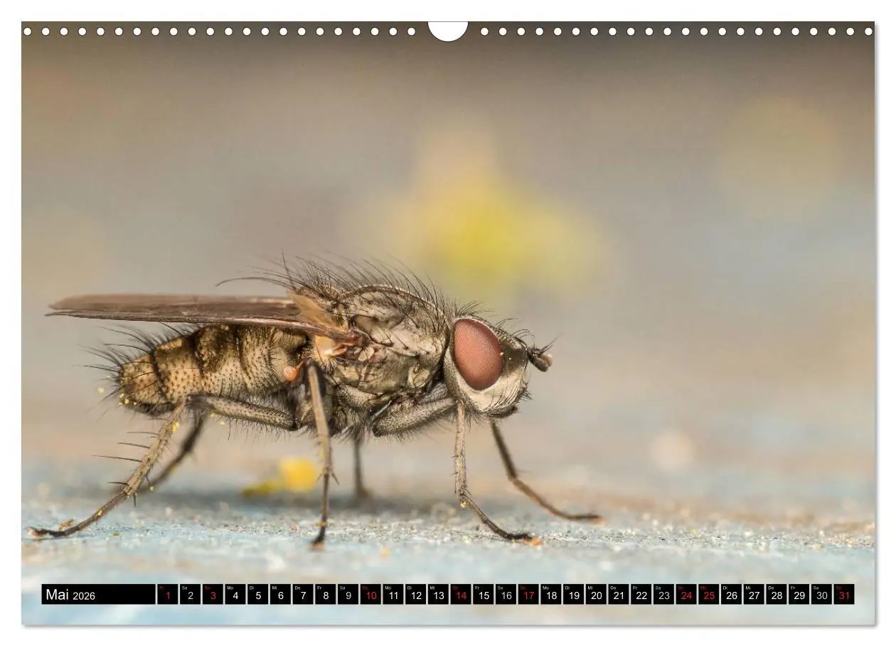 Bild: 9783516210545 | Kleine Wesen - Makroaufnahmen von einheimischen Insekten...