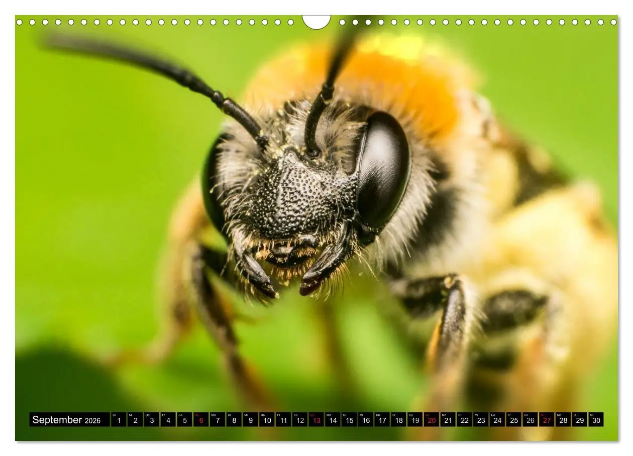 Bild: 9783516210545 | Kleine Wesen - Makroaufnahmen von einheimischen Insekten...