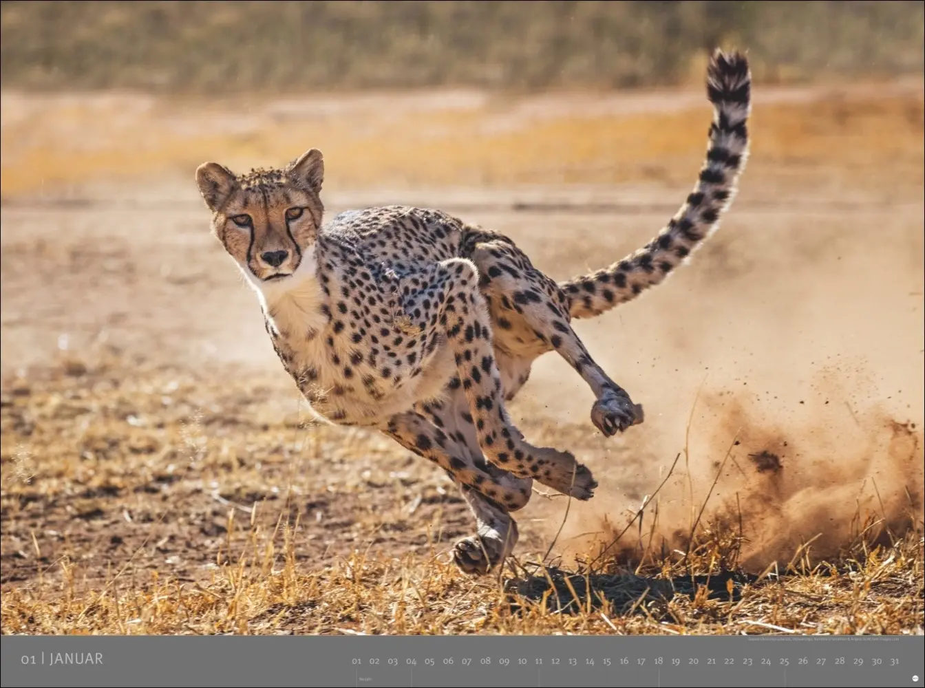 Bild: 9783756410545 | Afrika - Edition Alexander von Humboldt Kalender 2026 | Kalender