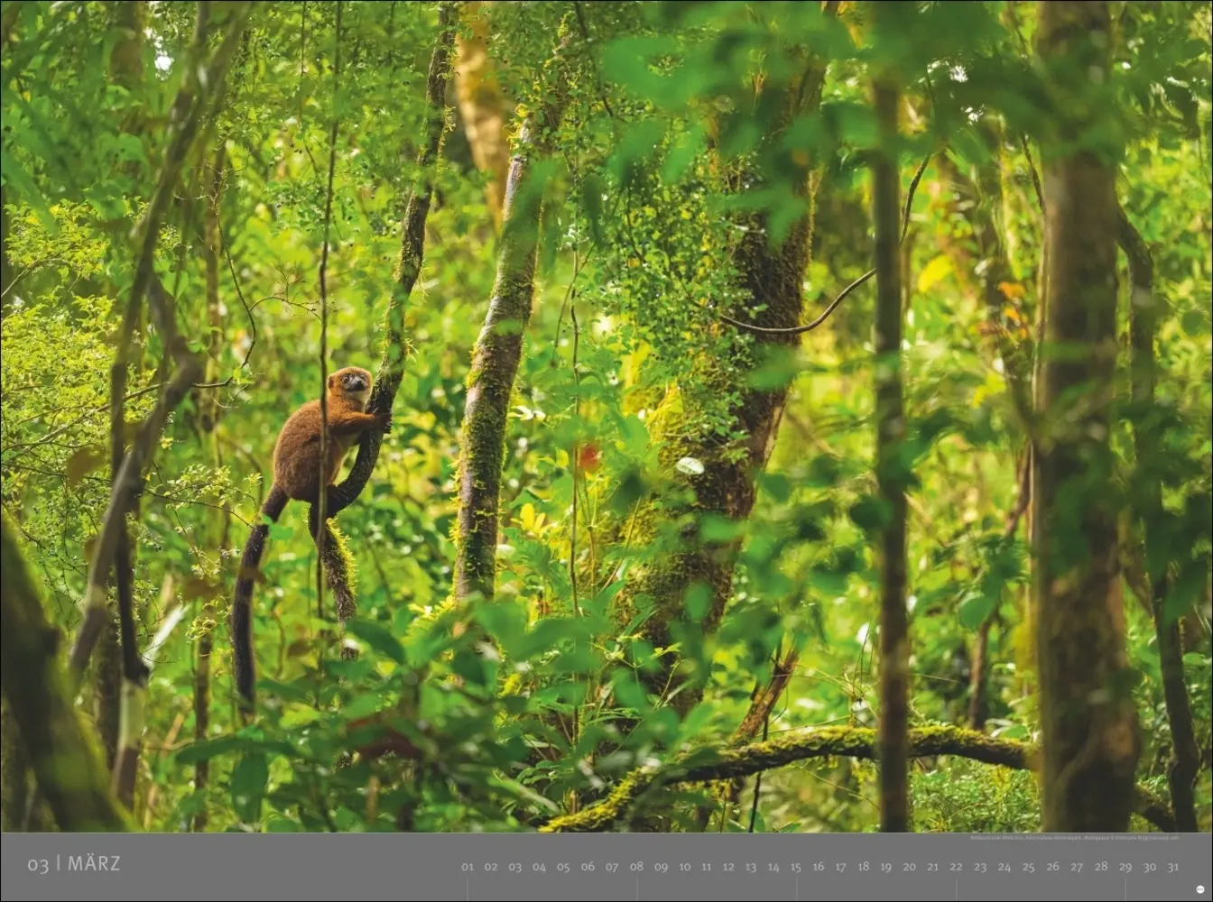 Bild: 9783756410545 | Afrika - Edition Alexander von Humboldt Kalender 2026 | Kalender