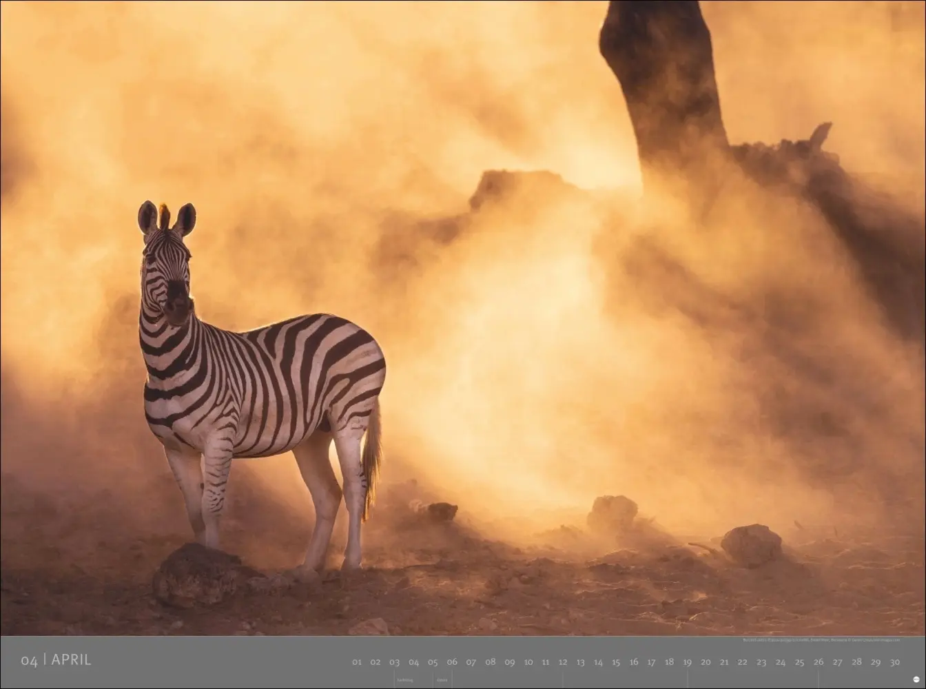 Bild: 9783756410545 | Afrika - Edition Alexander von Humboldt Kalender 2026 | Kalender