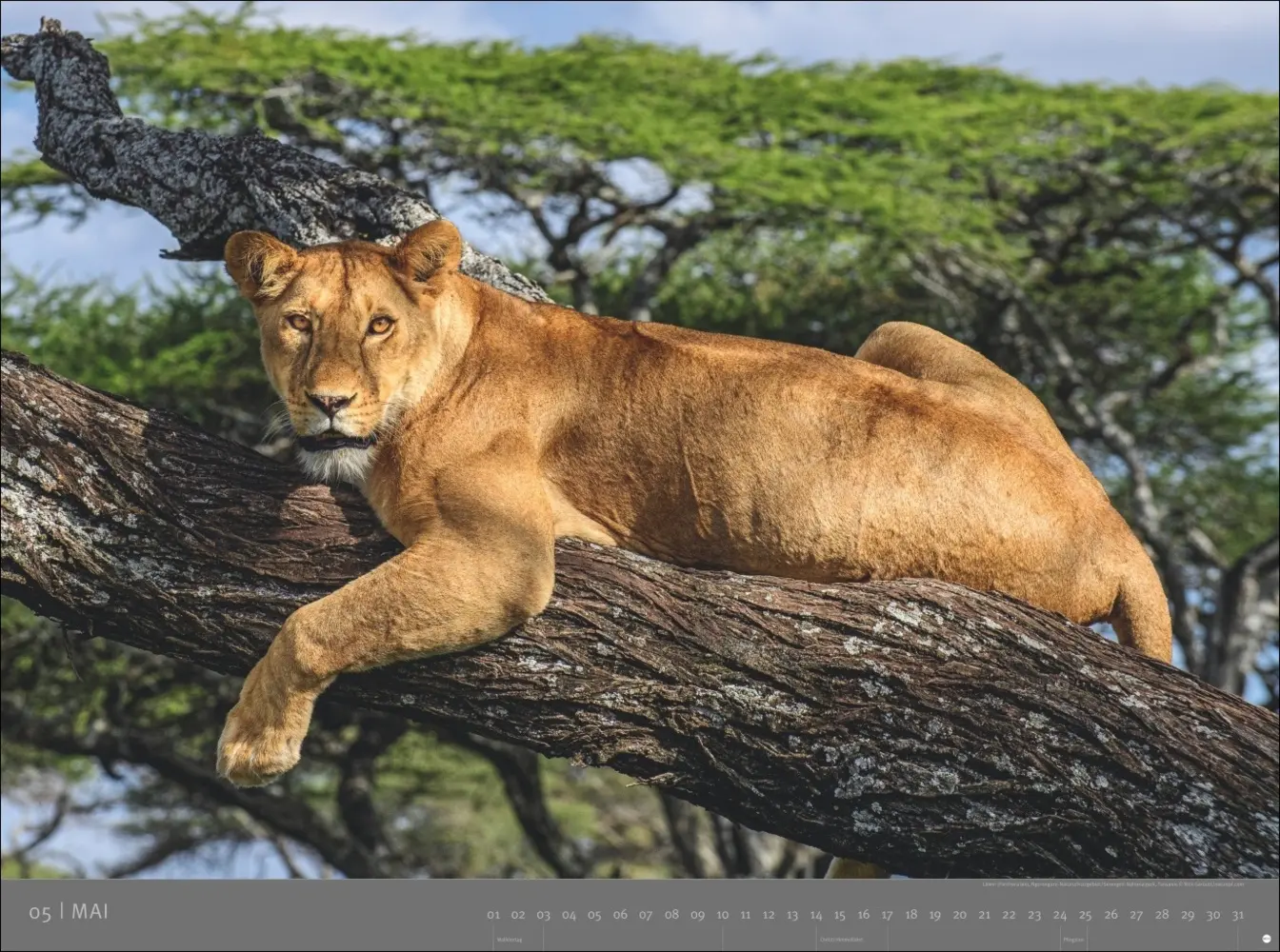 Bild: 9783756410545 | Afrika - Edition Alexander von Humboldt Kalender 2026 | Kalender