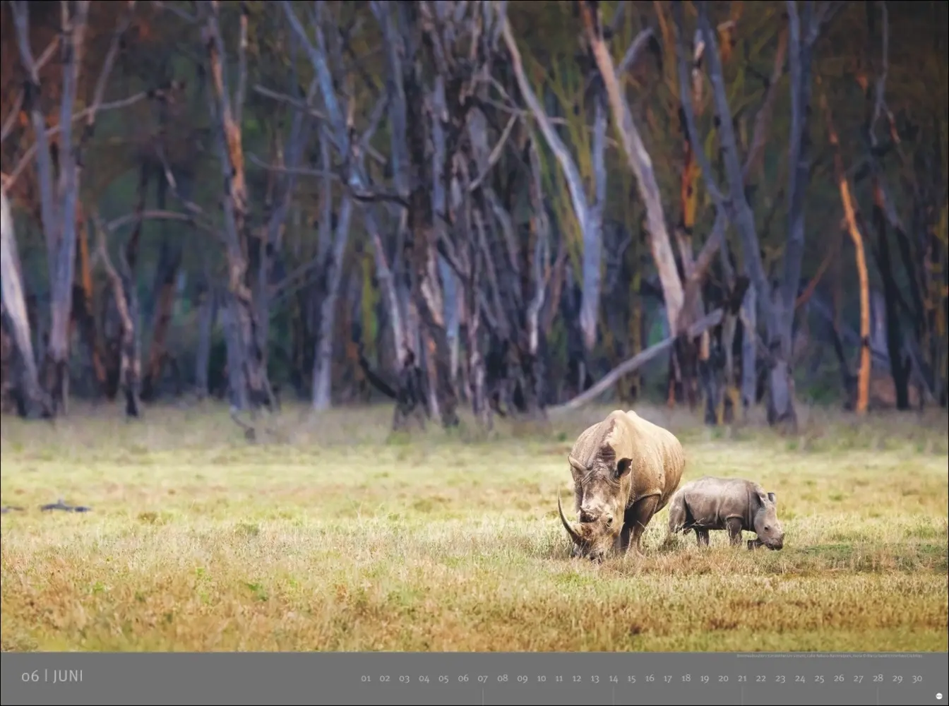 Bild: 9783756410545 | Afrika - Edition Alexander von Humboldt Kalender 2026 | Kalender