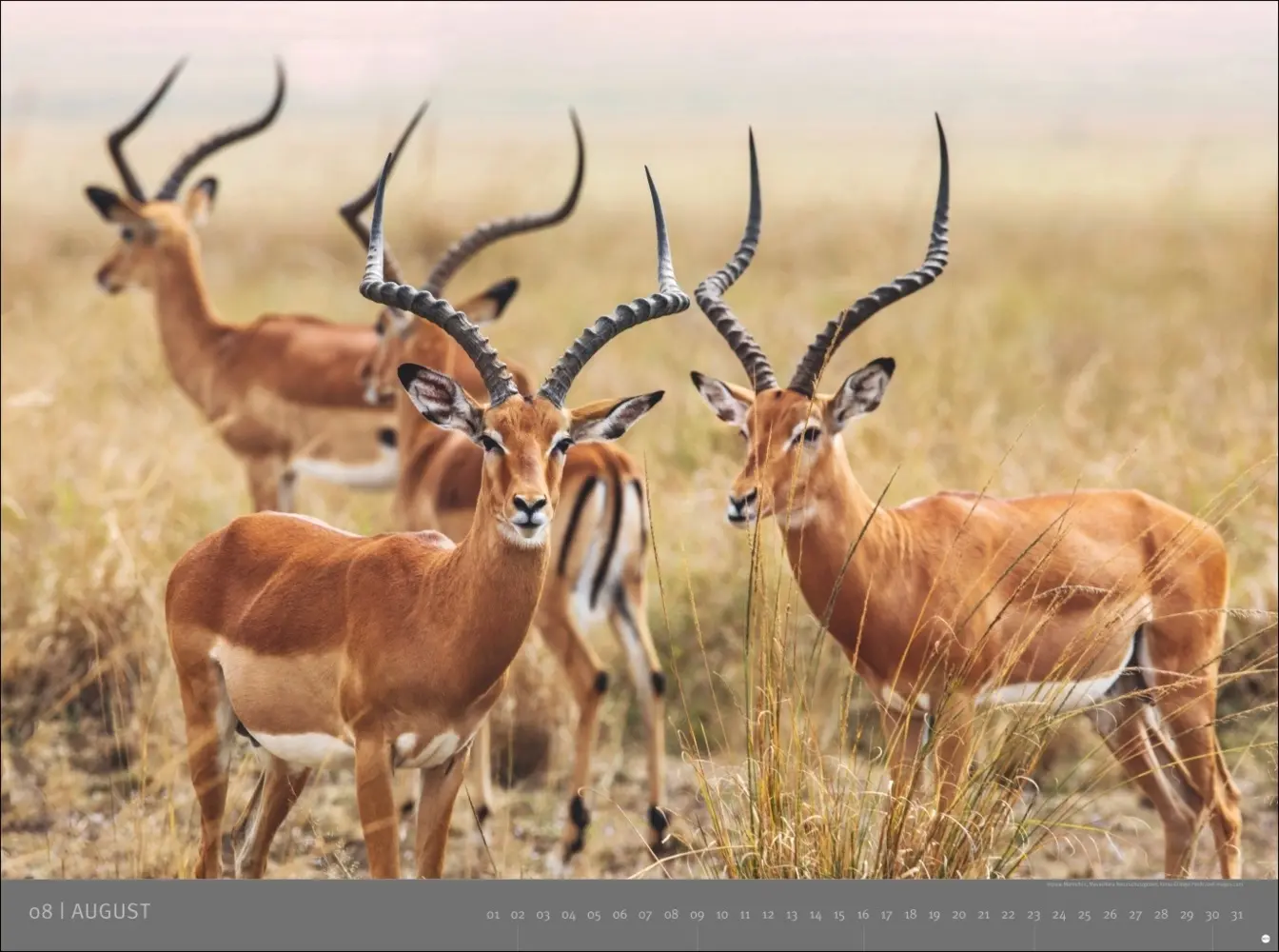 Bild: 9783756410545 | Afrika - Edition Alexander von Humboldt Kalender 2026 | Kalender