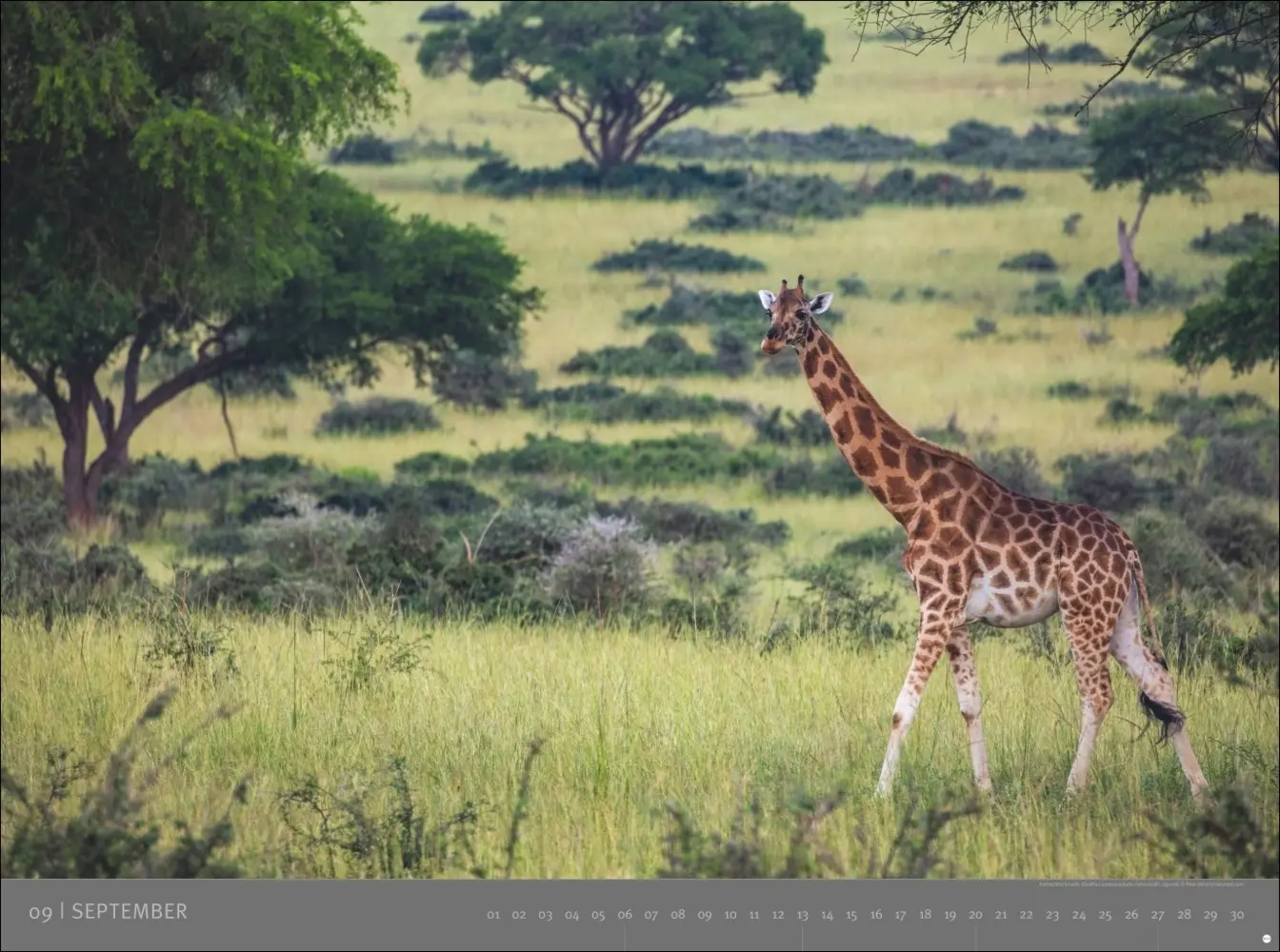 Bild: 9783756410545 | Afrika - Edition Alexander von Humboldt Kalender 2026 | Kalender
