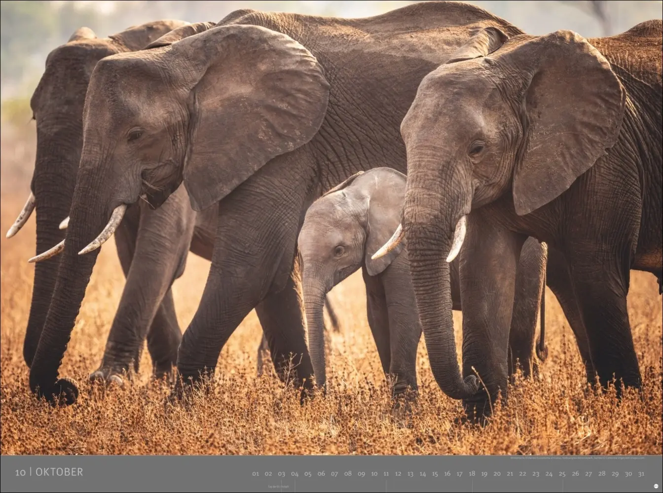 Bild: 9783756410545 | Afrika - Edition Alexander von Humboldt Kalender 2026 | Kalender