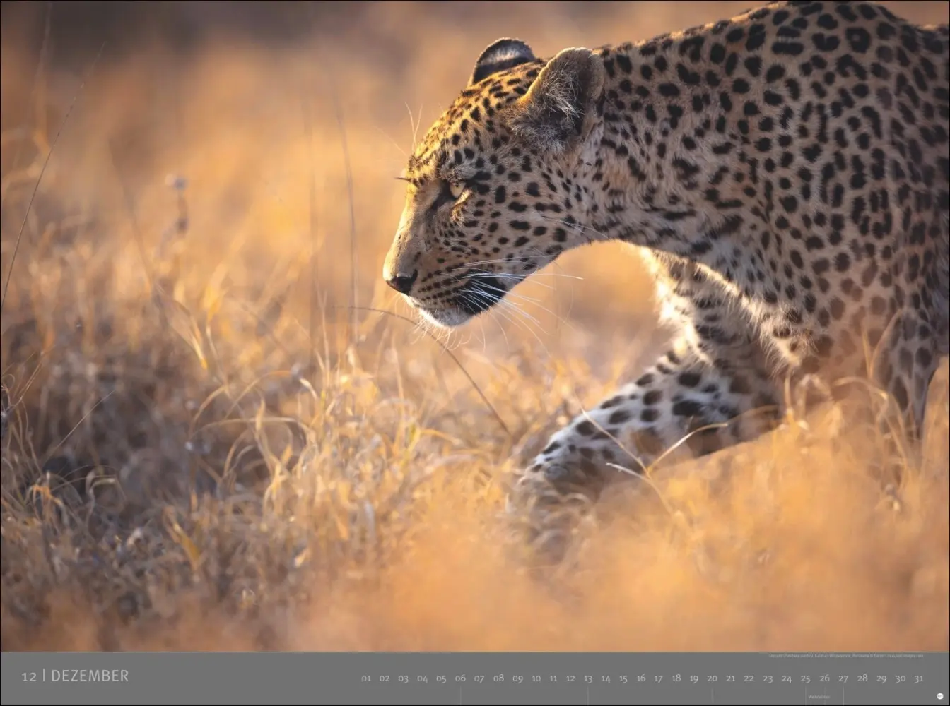 Bild: 9783756410545 | Afrika - Edition Alexander von Humboldt Kalender 2026 | Kalender