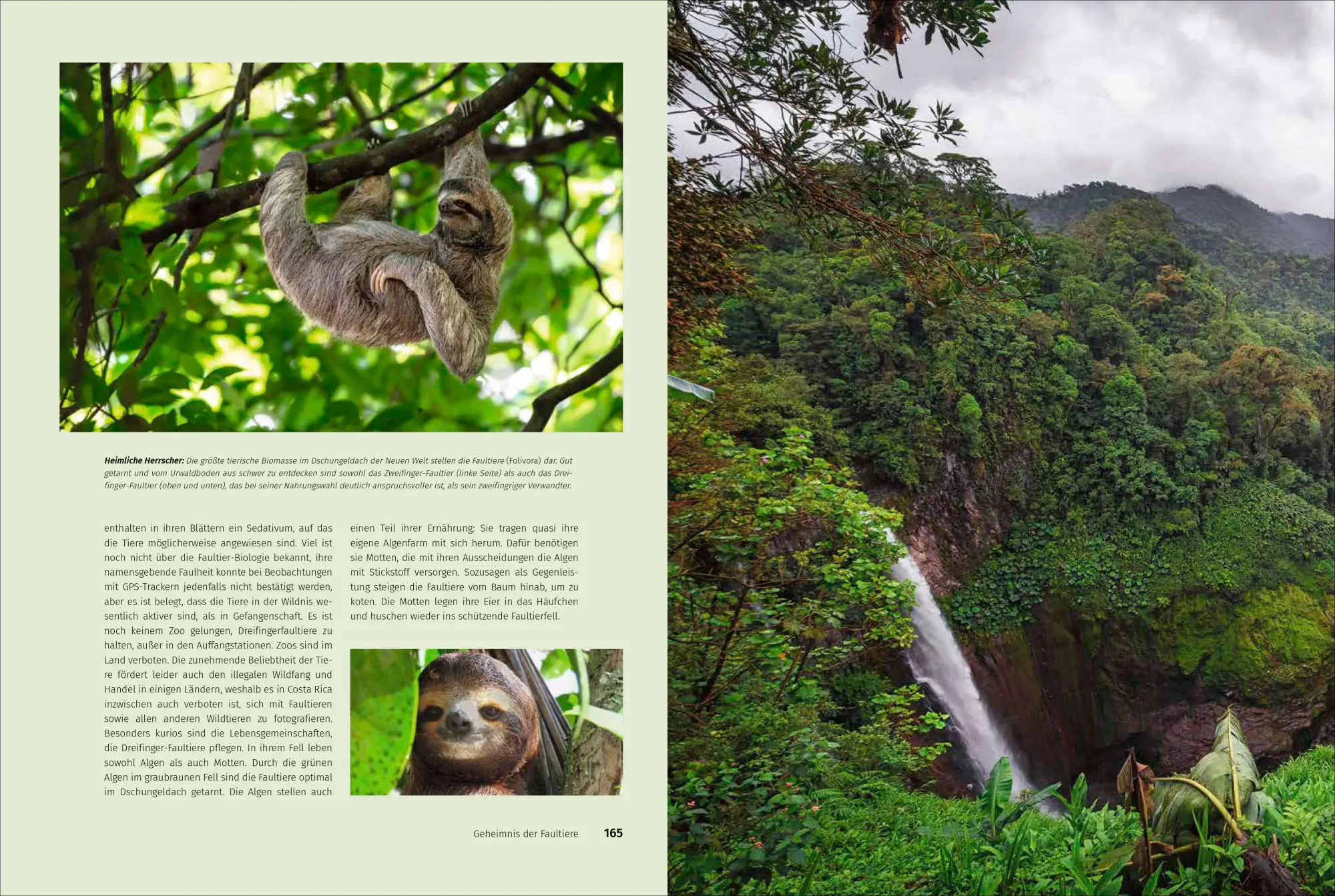 Bild: 9783987010545 | Mein Costa Rica | 40 Jahre im Einsatz für den Dschungel | Ina Knobloch
