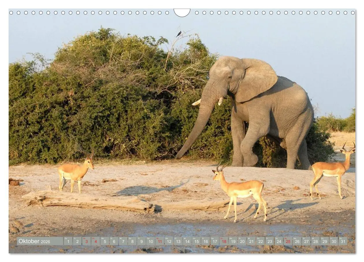 Bild: 9783457960745 | Asiatische und afrikanische Elefanten (Wandkalender 2026 DIN A3...