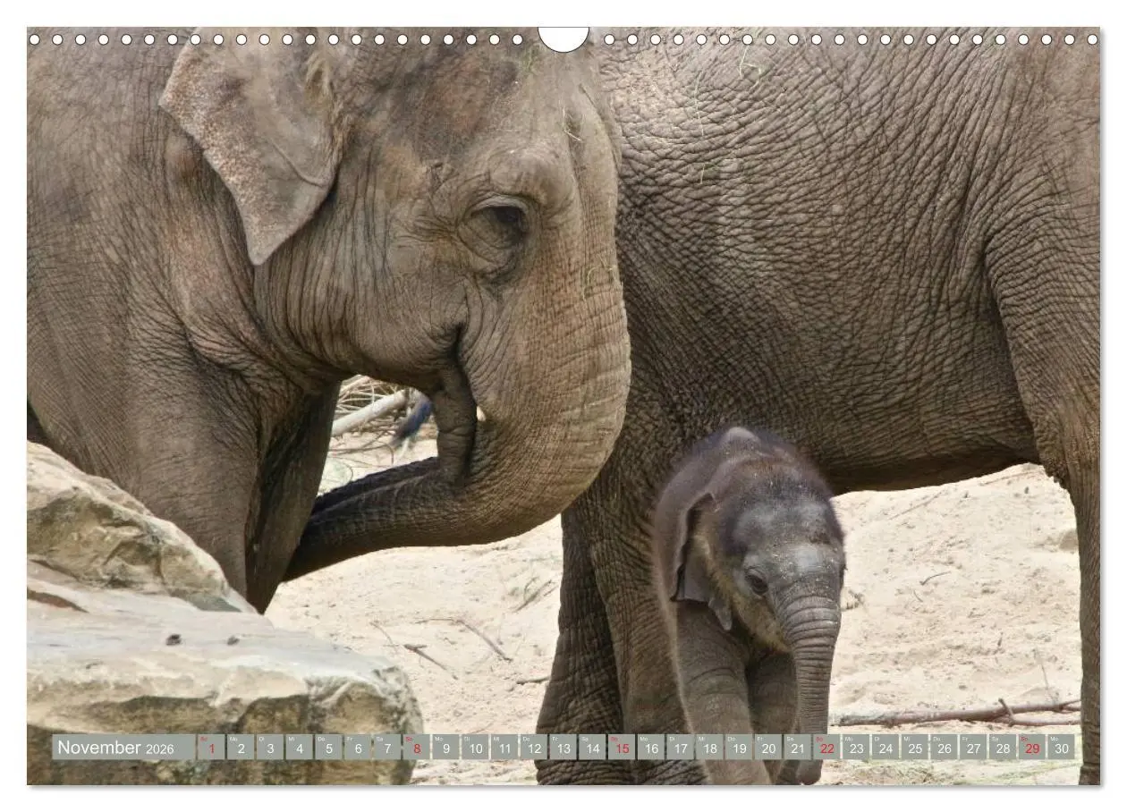 Bild: 9783457960745 | Asiatische und afrikanische Elefanten (Wandkalender 2026 DIN A3...
