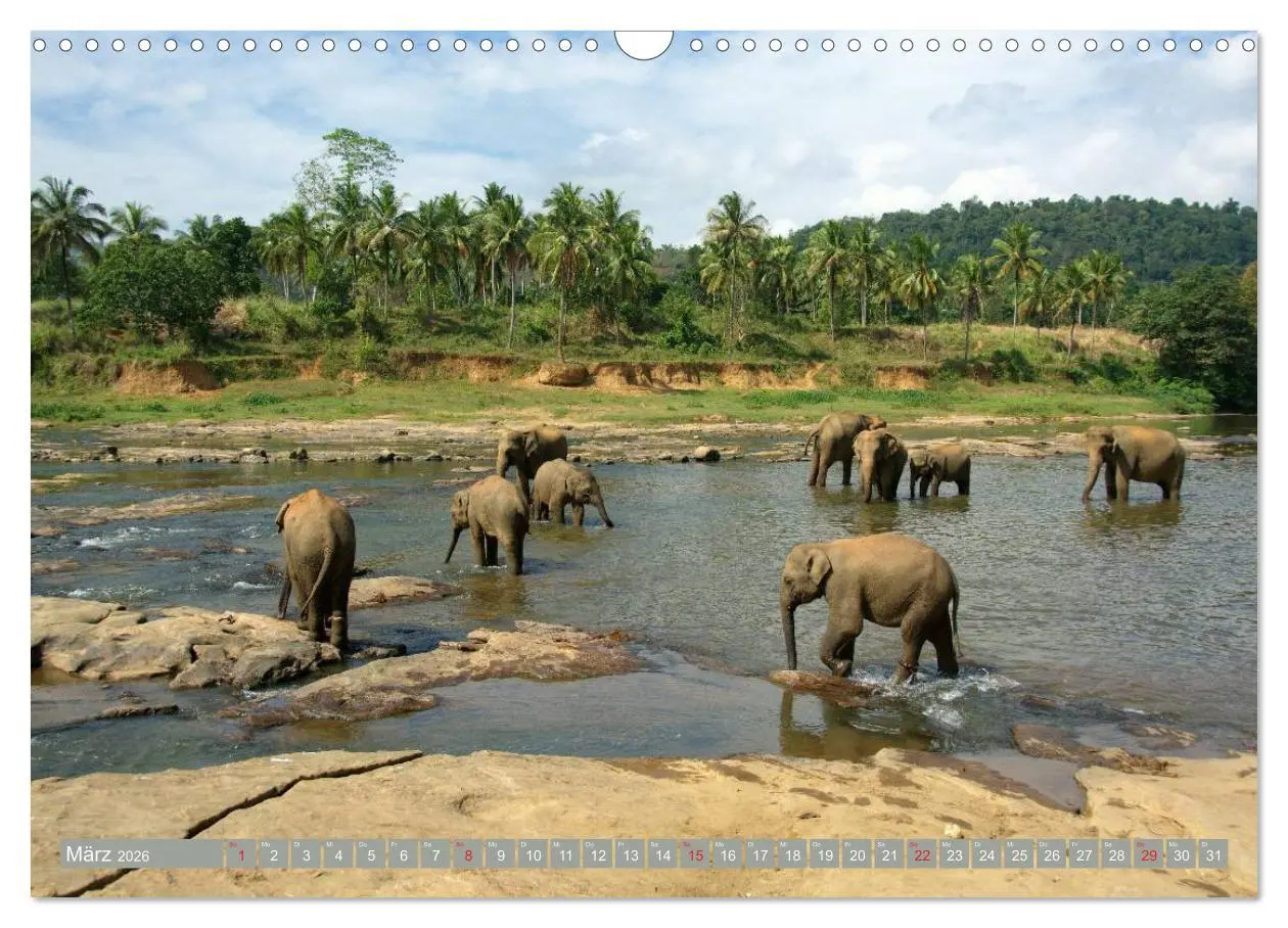 Bild: 9783457960745 | Asiatische und afrikanische Elefanten (Wandkalender 2026 DIN A3...