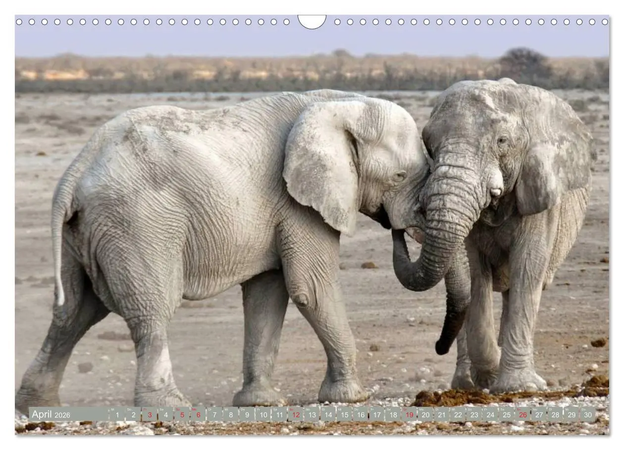 Bild: 9783457960745 | Asiatische und afrikanische Elefanten (Wandkalender 2026 DIN A3...
