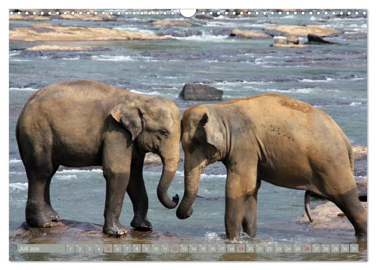Bild: 9783457960745 | Asiatische und afrikanische Elefanten (Wandkalender 2026 DIN A3...