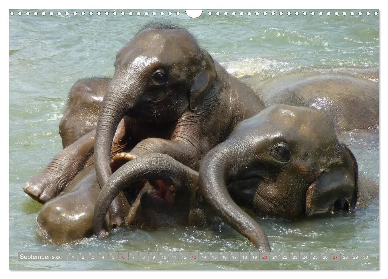 Bild: 9783457960745 | Asiatische und afrikanische Elefanten (Wandkalender 2026 DIN A3...