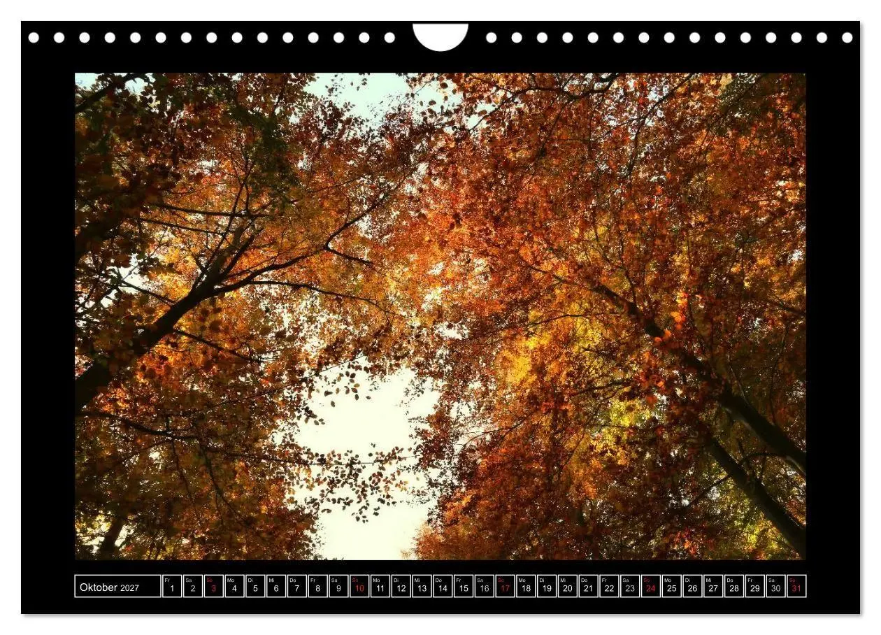 Bild: 9783569900745 | Der Reichswald bei Kleve (Wandkalender 2027 DIN A4 quer), CALVENDO...