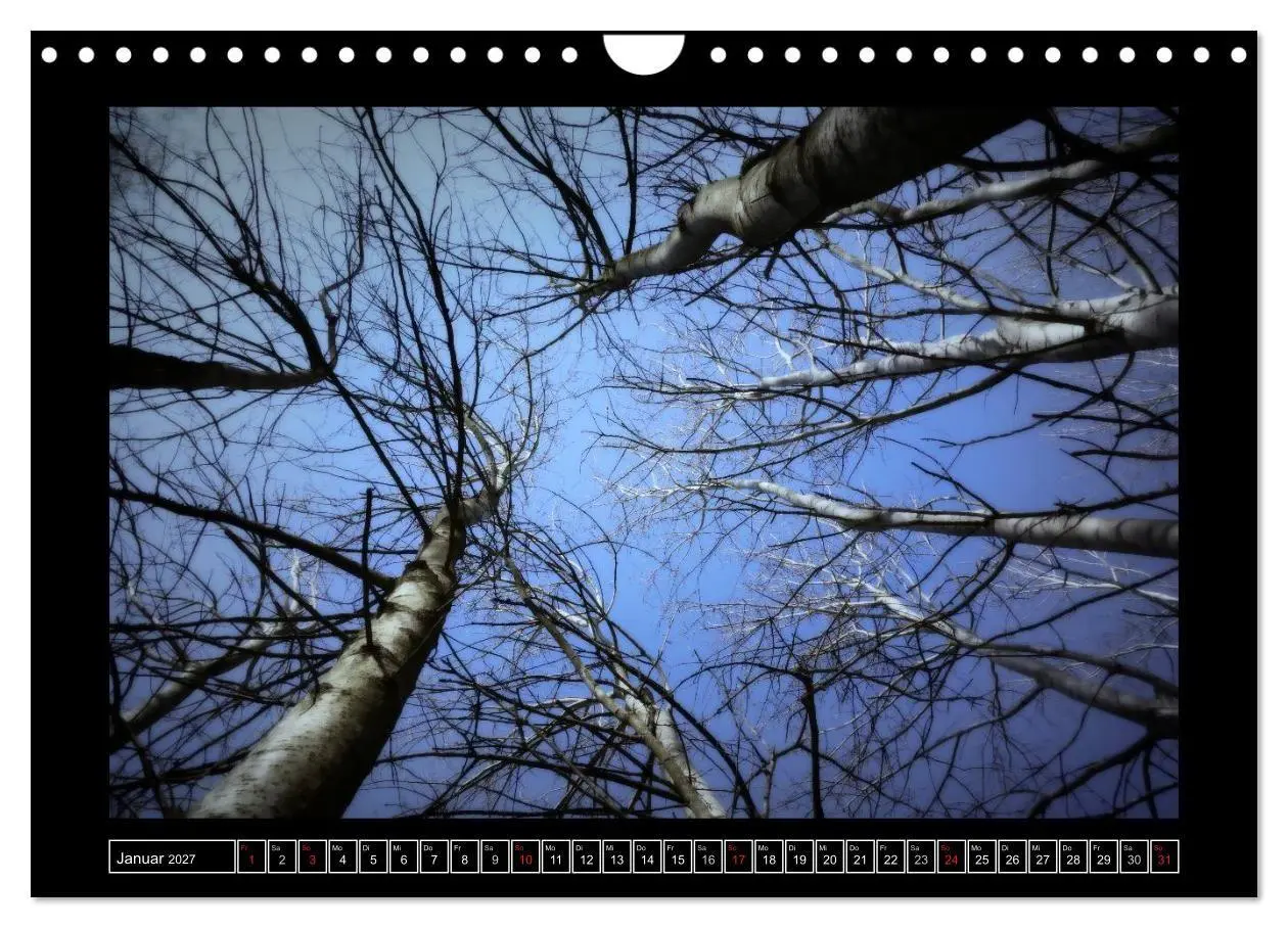 Bild: 9783569900745 | Der Reichswald bei Kleve (Wandkalender 2027 DIN A4 quer), CALVENDO...