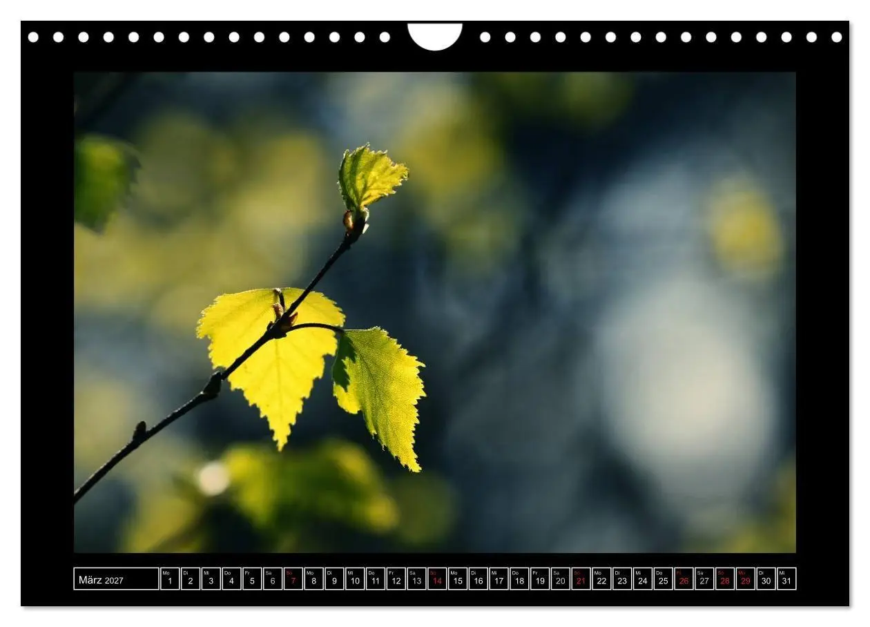 Bild: 9783569900745 | Der Reichswald bei Kleve (Wandkalender 2027 DIN A4 quer), CALVENDO...