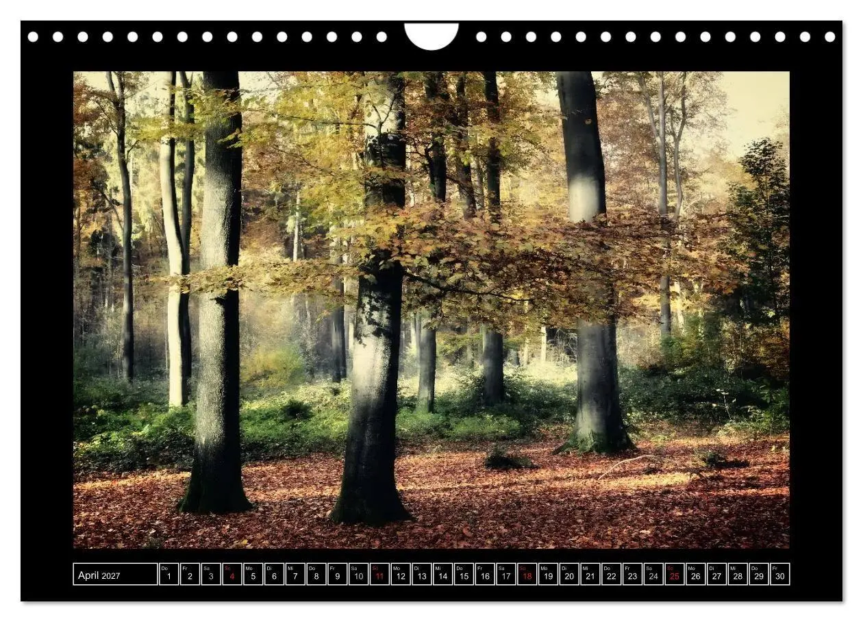 Bild: 9783569900745 | Der Reichswald bei Kleve (Wandkalender 2027 DIN A4 quer), CALVENDO...