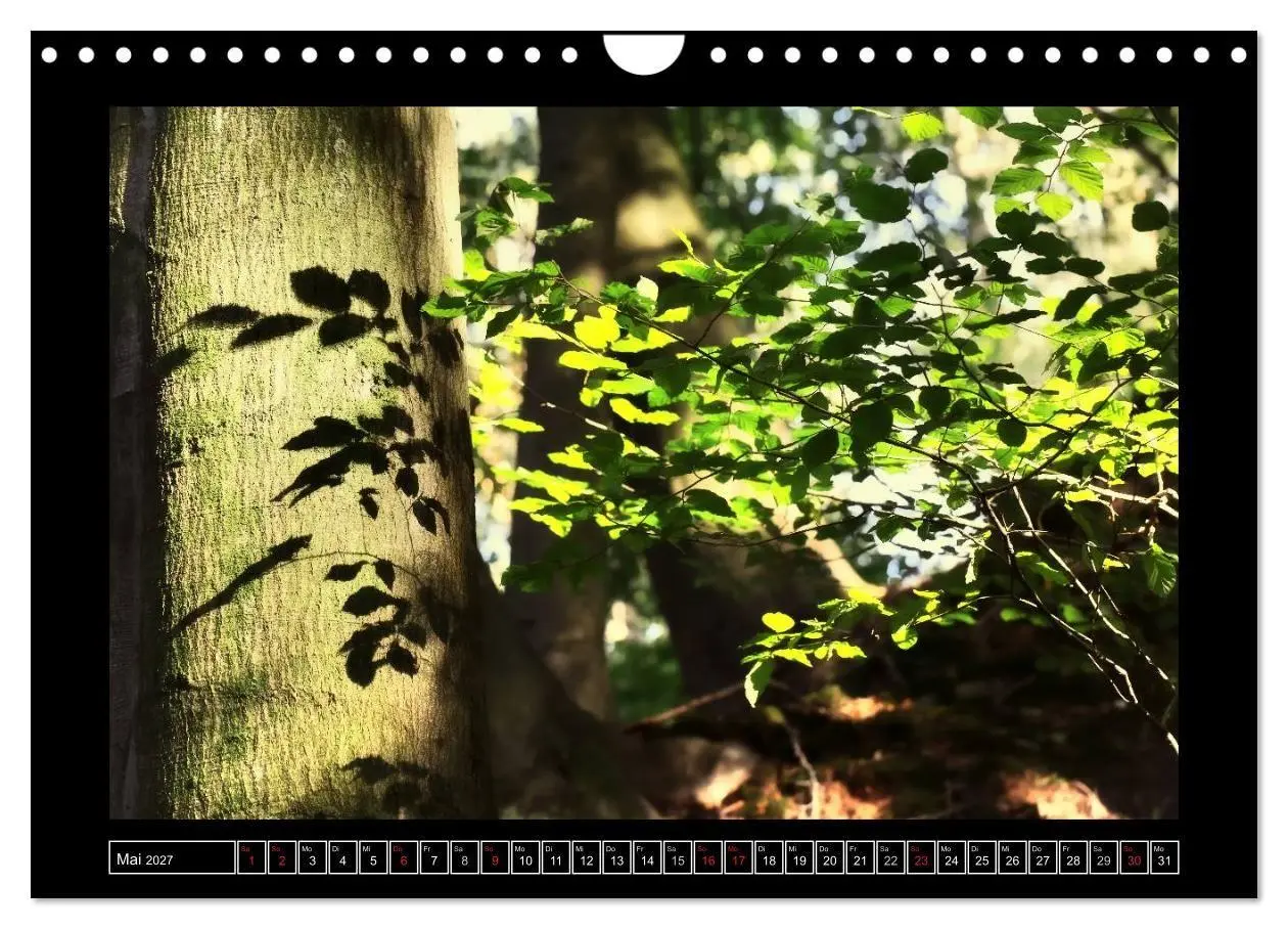 Bild: 9783569900745 | Der Reichswald bei Kleve (Wandkalender 2027 DIN A4 quer), CALVENDO...