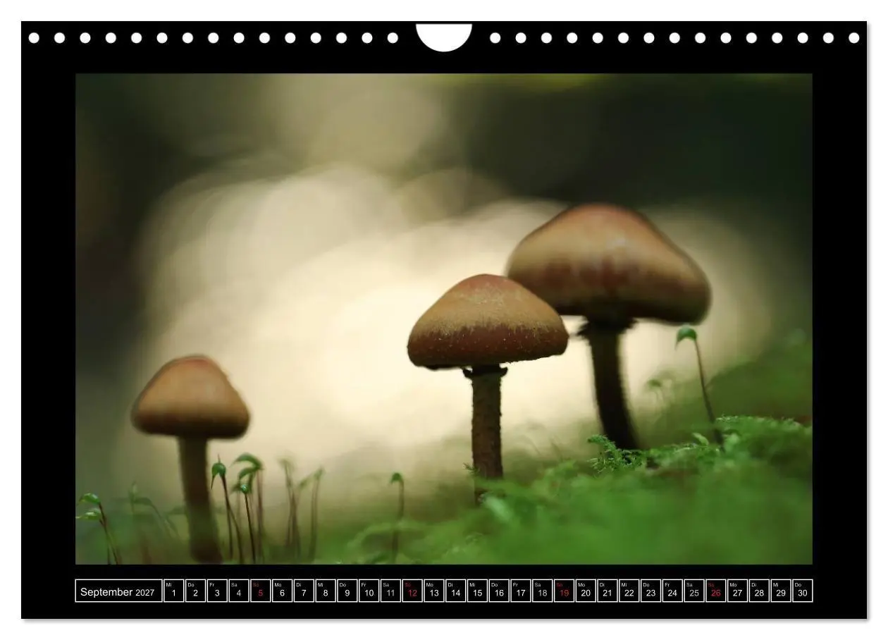Bild: 9783569900745 | Der Reichswald bei Kleve (Wandkalender 2027 DIN A4 quer), CALVENDO...