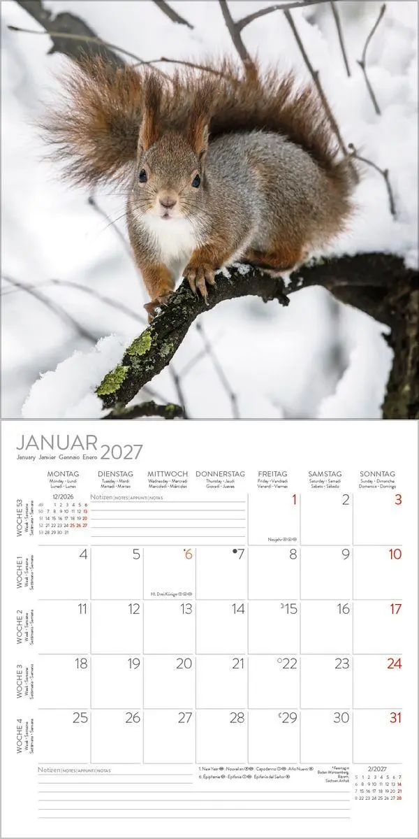 Bild: 9783819300745 | Eichhörnchen 2027 | Verlag Korsch | Kalender | 13 S. | Deutsch | 2027
