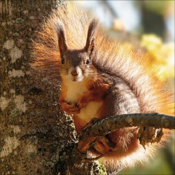 Bild: 9783819300745 | Eichhörnchen 2027 | Verlag Korsch | Kalender | 13 S. | Deutsch | 2027