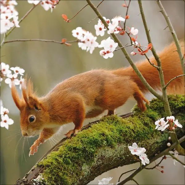 Bild: 9783819300745 | Eichhörnchen 2027 | Verlag Korsch | Kalender | 13 S. | Deutsch | 2027