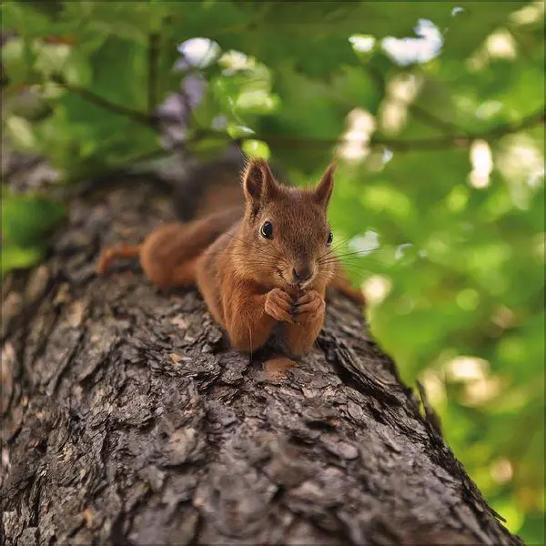 Bild: 9783819300745 | Eichhörnchen 2027 | Verlag Korsch | Kalender | 13 S. | Deutsch | 2027