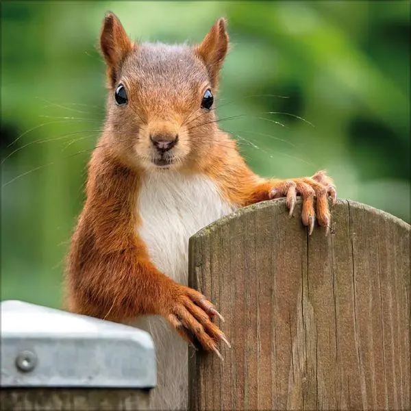 Bild: 9783819300745 | Eichhörnchen 2027 | Verlag Korsch | Kalender | 13 S. | Deutsch | 2027