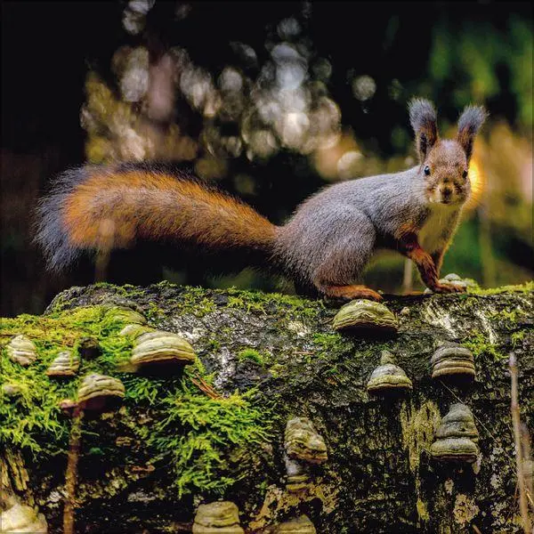 Bild: 9783819300745 | Eichhörnchen 2027 | Verlag Korsch | Kalender | 13 S. | Deutsch | 2027
