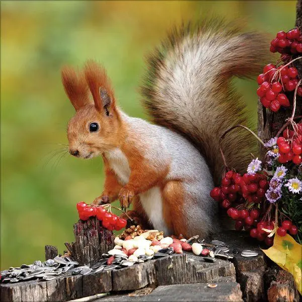 Bild: 9783819300745 | Eichhörnchen 2027 | Verlag Korsch | Kalender | 13 S. | Deutsch | 2027