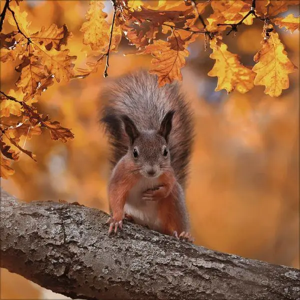 Bild: 9783819300745 | Eichhörnchen 2027 | Verlag Korsch | Kalender | 13 S. | Deutsch | 2027