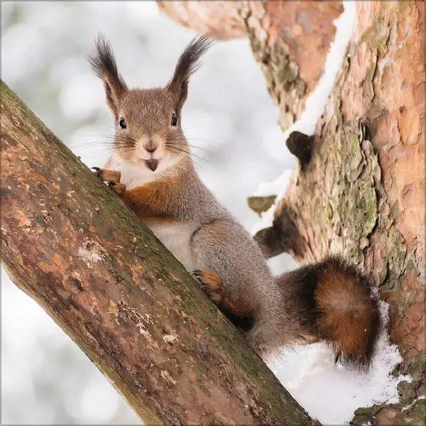 Bild: 9783819300745 | Eichhörnchen 2027 | Verlag Korsch | Kalender | 13 S. | Deutsch | 2027