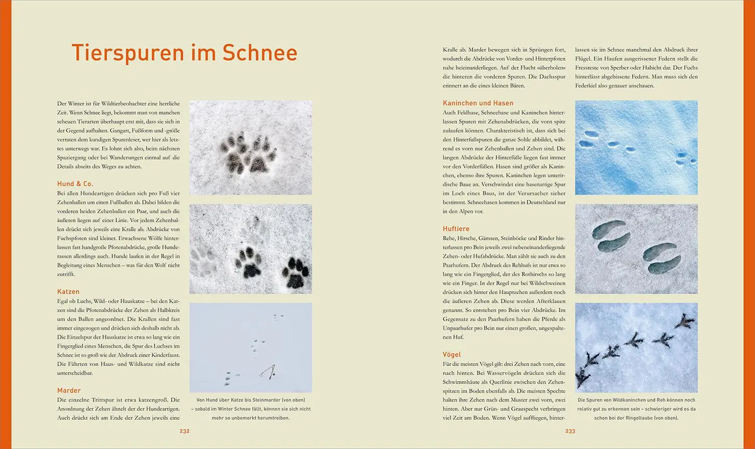 Bild: 9783969650745 | KUNTH Bildband Safari Europa | Martin H. Petrich | Buch | 352 S.