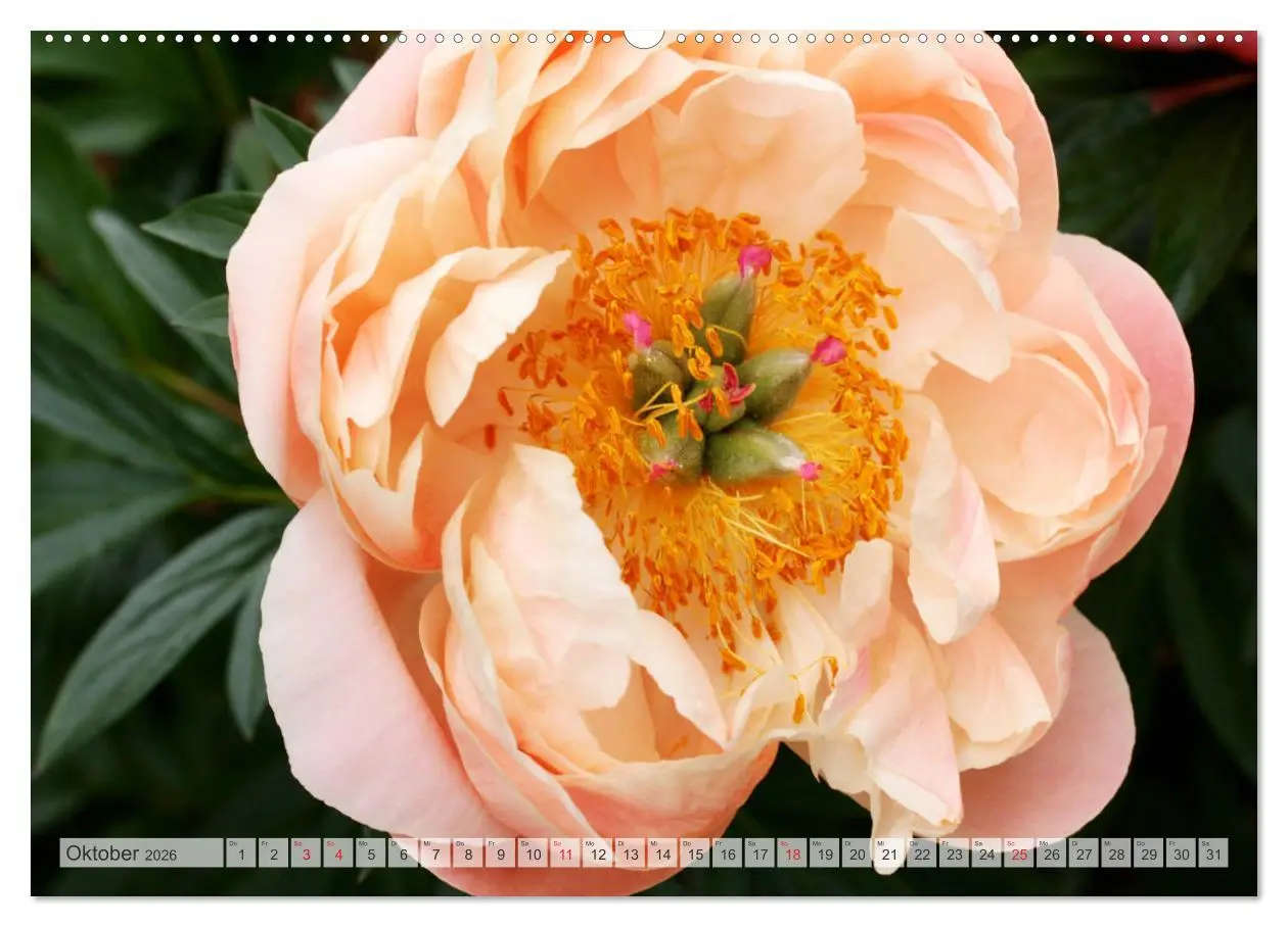 Bild: 9783457710845 | PFINGSTROSEN Rosen ohne Dornen (hochwertiger Premium Wandkalender...