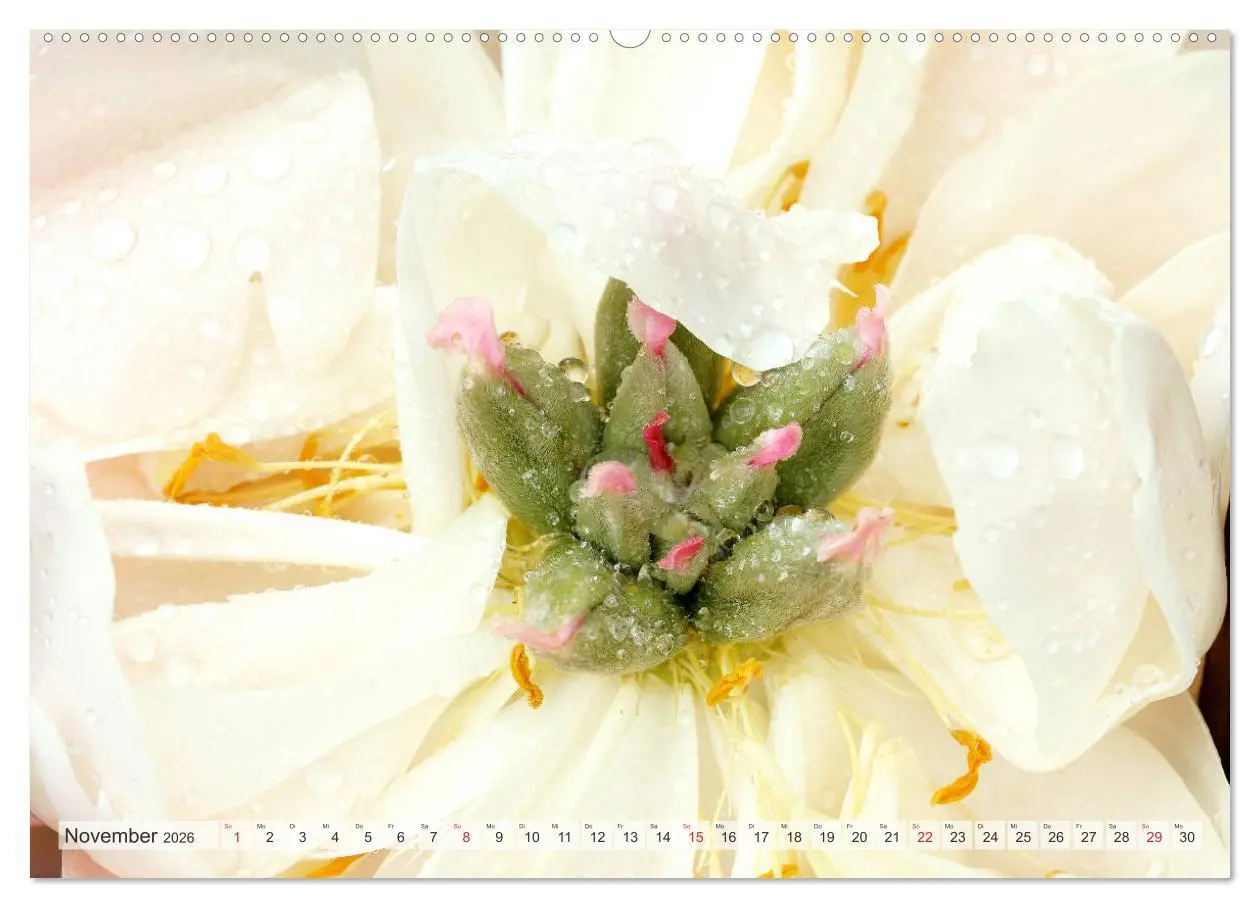 Bild: 9783457710845 | PFINGSTROSEN Rosen ohne Dornen (hochwertiger Premium Wandkalender...