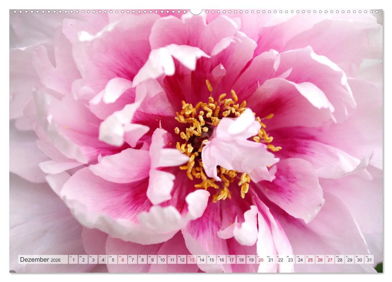 Bild: 9783457710845 | PFINGSTROSEN Rosen ohne Dornen (hochwertiger Premium Wandkalender...