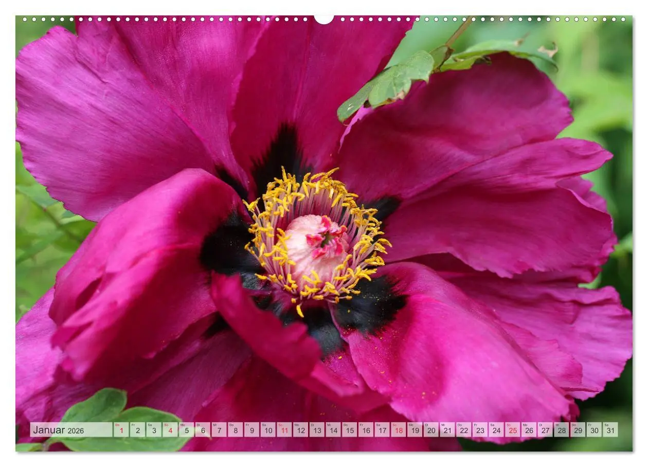 Bild: 9783457710845 | PFINGSTROSEN Rosen ohne Dornen (hochwertiger Premium Wandkalender...