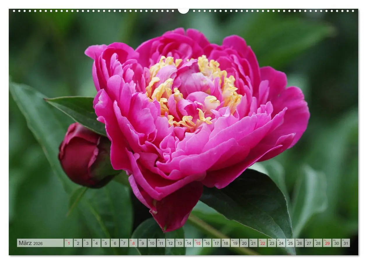 Bild: 9783457710845 | PFINGSTROSEN Rosen ohne Dornen (hochwertiger Premium Wandkalender...