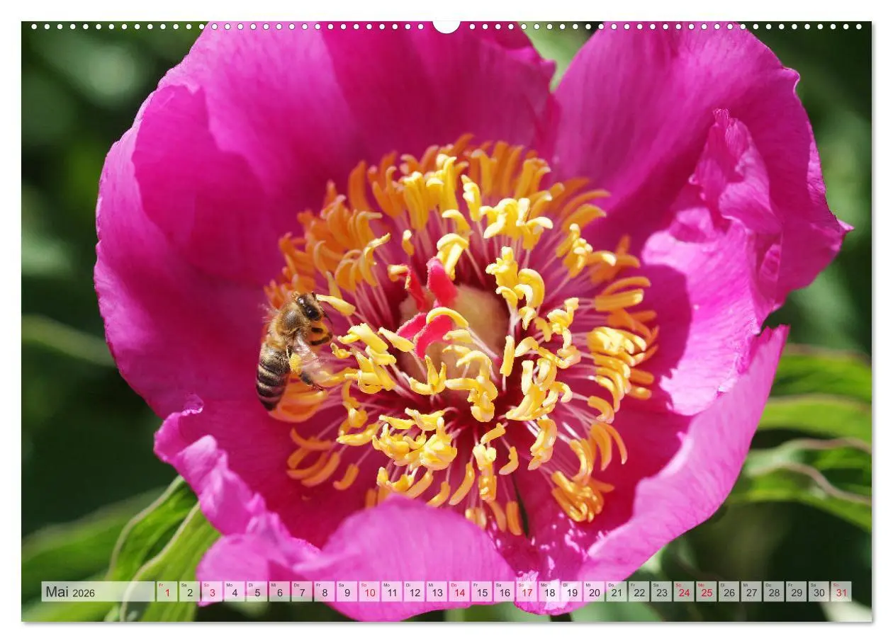 Bild: 9783457710845 | PFINGSTROSEN Rosen ohne Dornen (hochwertiger Premium Wandkalender...