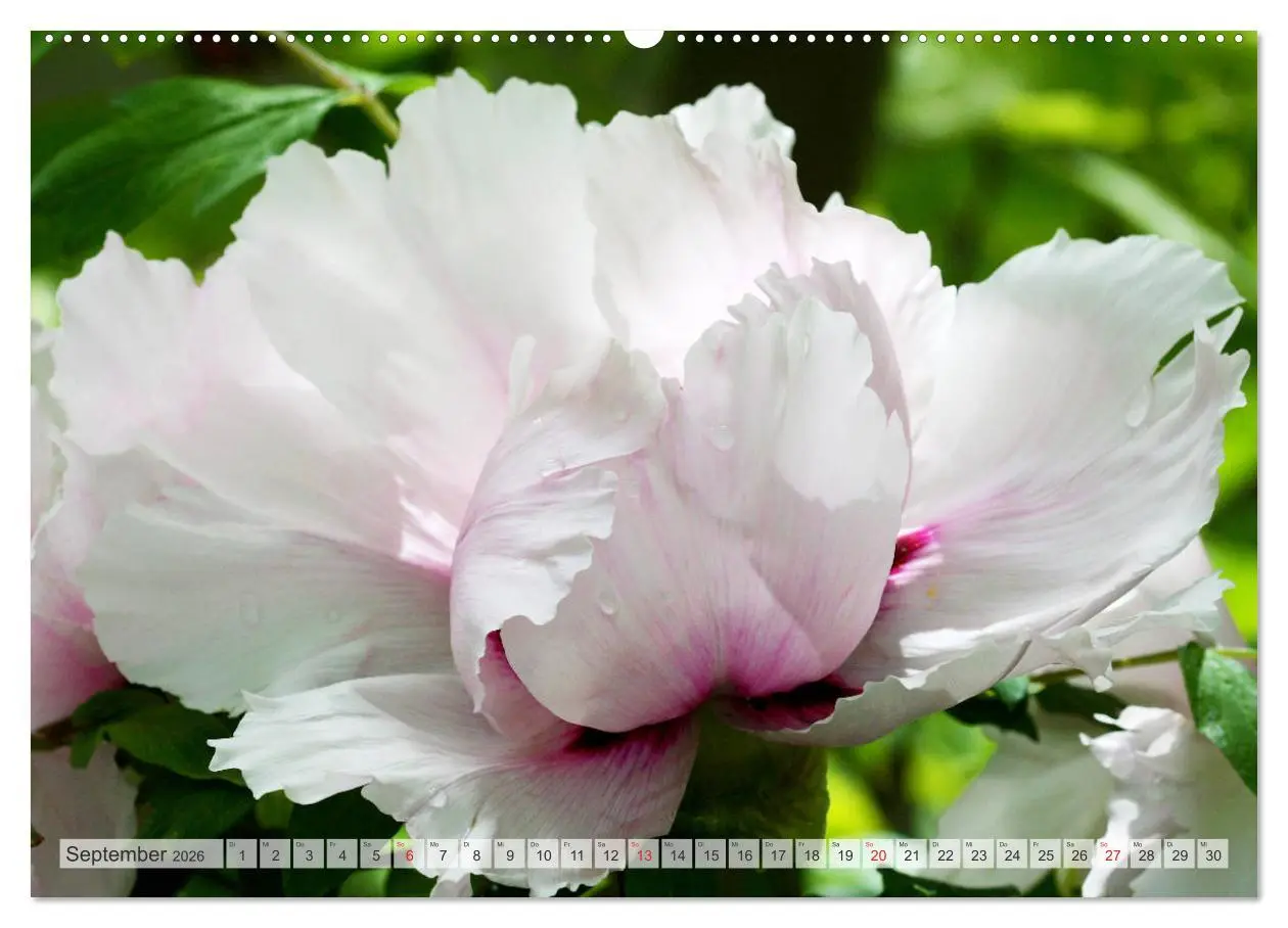 Bild: 9783457710845 | PFINGSTROSEN Rosen ohne Dornen (hochwertiger Premium Wandkalender...