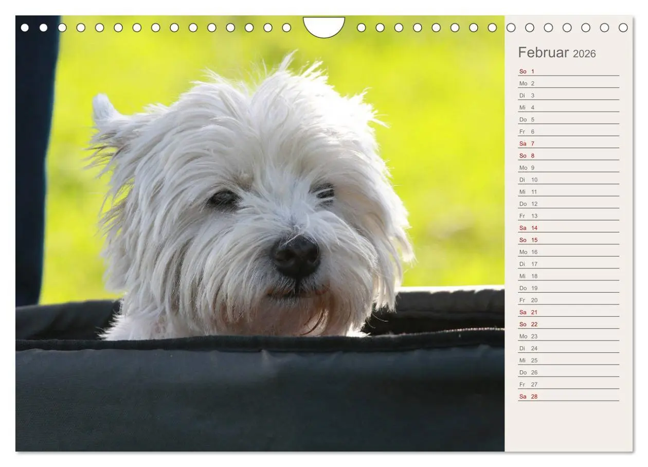 Bild: 9783457880845 | West Highland White Terrier - Selbstbewustes Powerpaket - der...