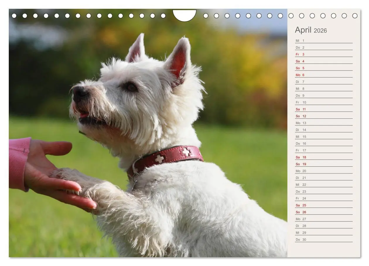 Bild: 9783457880845 | West Highland White Terrier - Selbstbewustes Powerpaket - der...