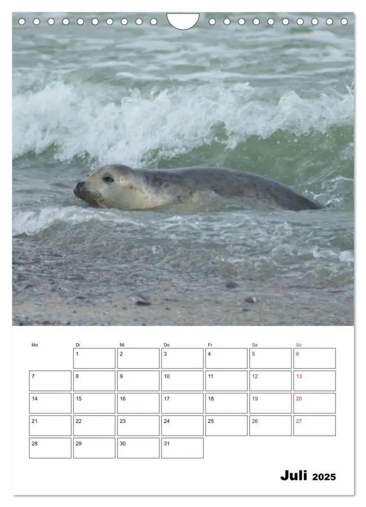 Bild: 9783457010945 | Liebenswerte Robben (Wandkalender 2025 DIN A4 hoch), CALVENDO...