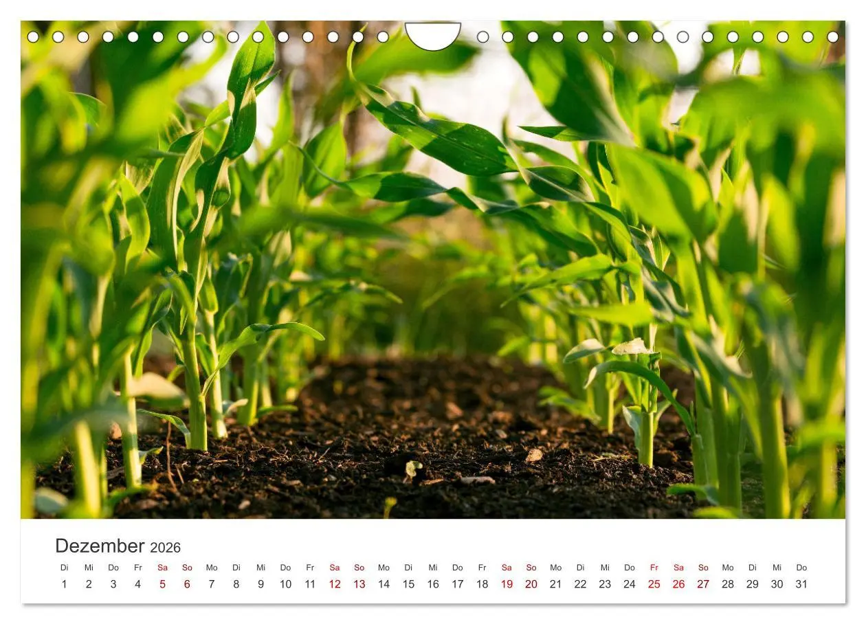 Bild: 9783457560945 | Frisches aus dem Gemüsegarten (Wandkalender 2026 DIN A4 quer),...