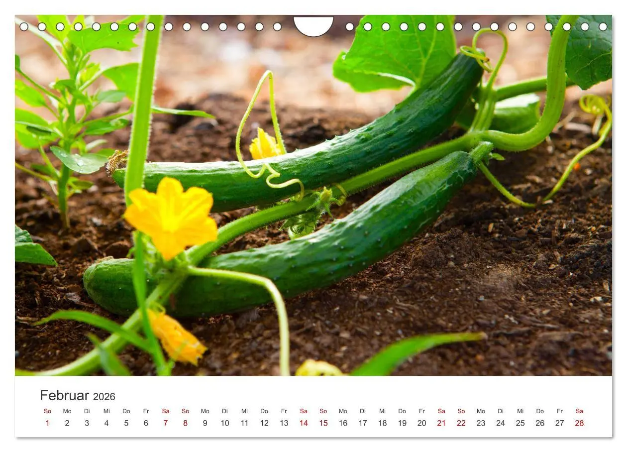 Bild: 9783457560945 | Frisches aus dem Gemüsegarten (Wandkalender 2026 DIN A4 quer),...